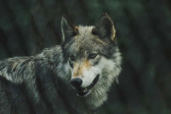 selective focus photography of gray wolf