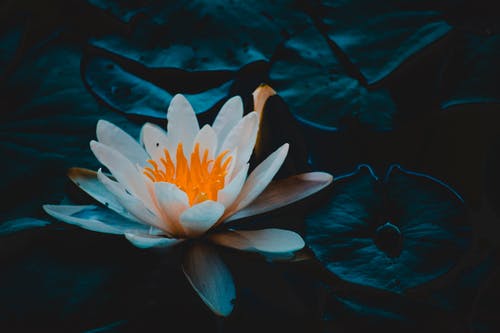 Close-up Photography of Water Lily