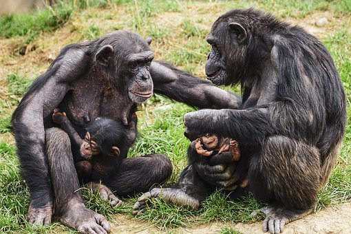 Chimps, Ape, Apes, Mothers, Dialogue